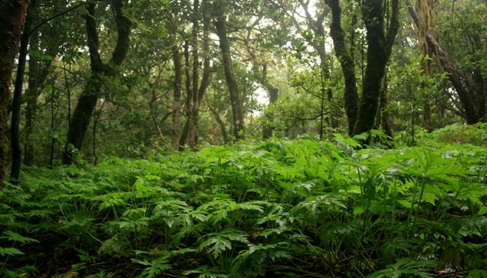 landscape green forest